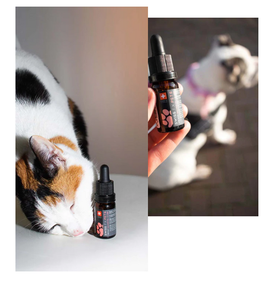 CBD für Hunde alles über dieses Thema