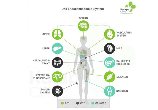 Das Endocannabinoid-System und CBD