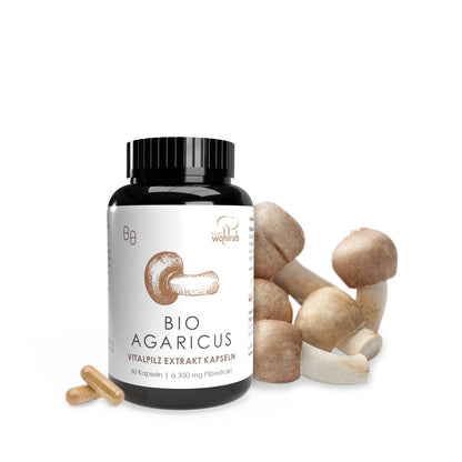 Agaricus blazei - ABM - Mandelpilz